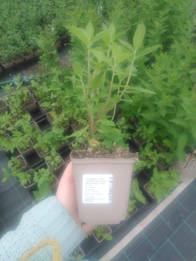 Kellokukka Prichard's Var. - 2024