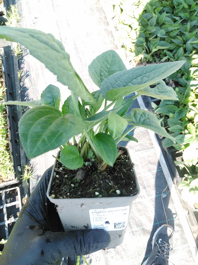 Rudbeckia Goldsturm - 19. 8. 2025