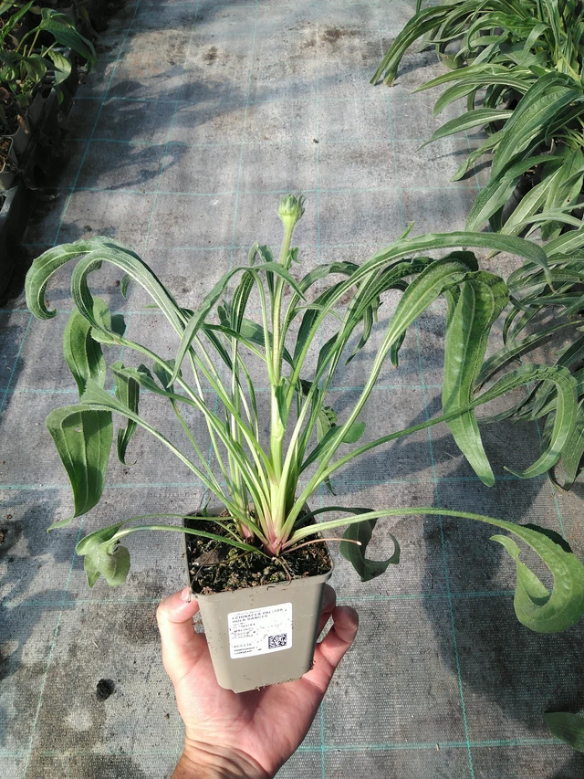 Echinacea pallida Hula Dancer - 19. 8. 2025