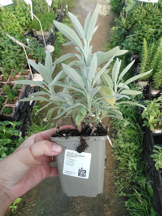 Salvia Nazareth - 19. 8. 2025