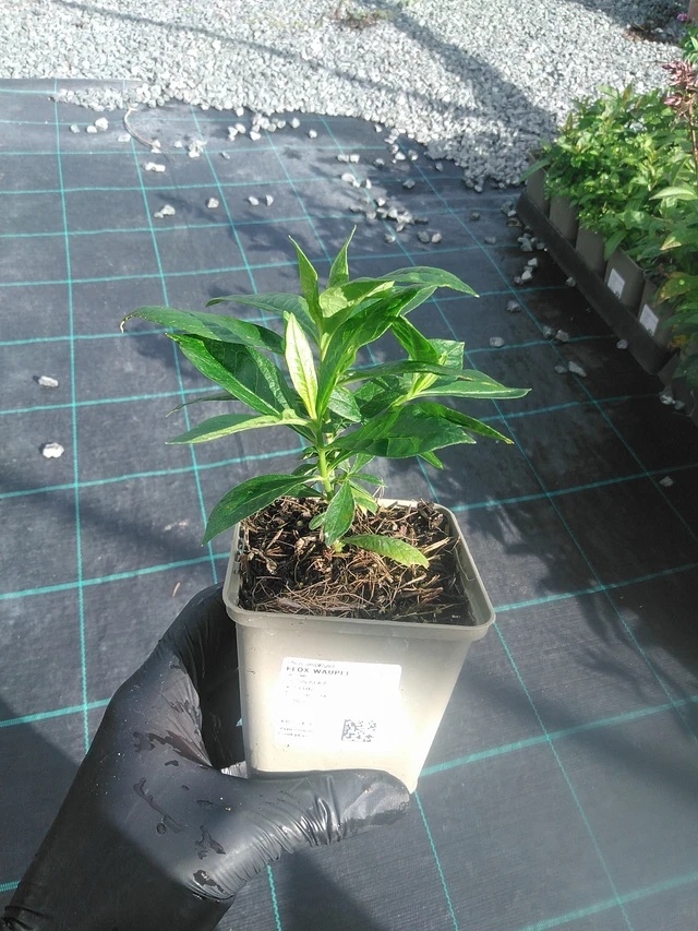 Flox Waupee - 13. 10. 2025