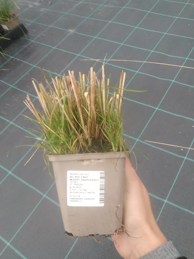 Nurmilauha Heidebraut - 10. 10. 2025