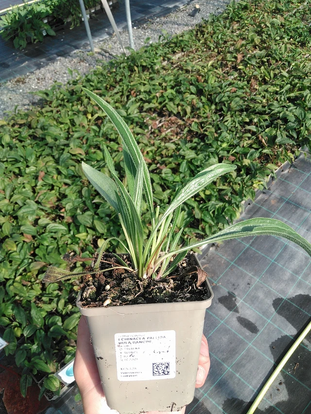 Echinacea pallida Hula Dancer - 1. 7. 2025