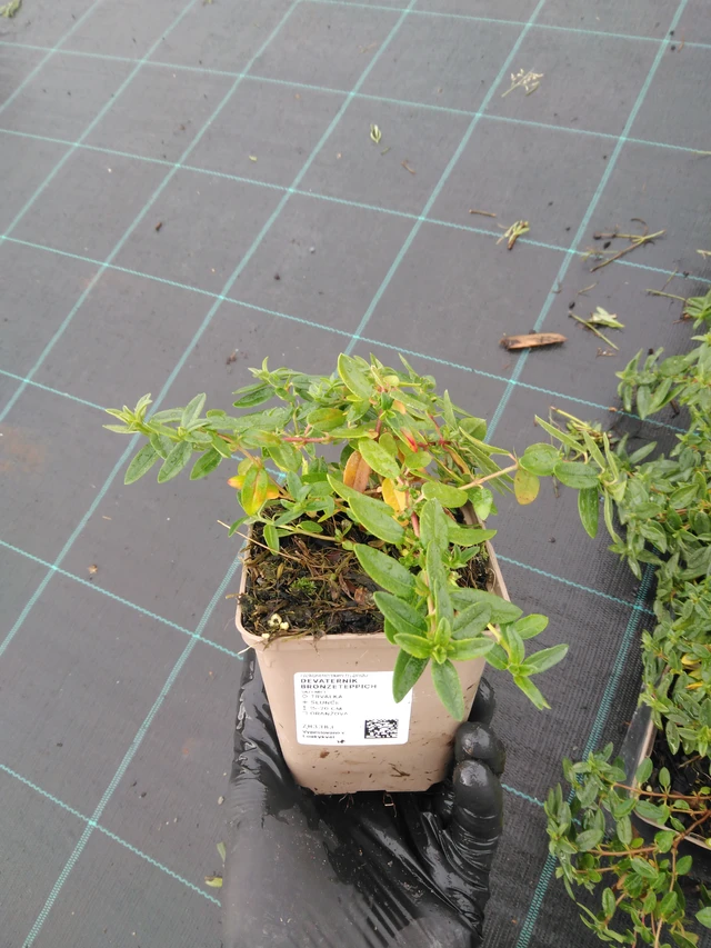 Aurinkoruusu Bronzeteppich - 23. 10. 2025