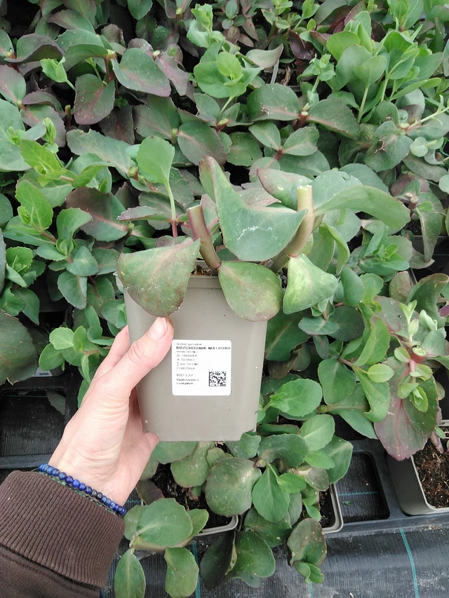 Maksaruoho Matrona - 9. 6. 2025