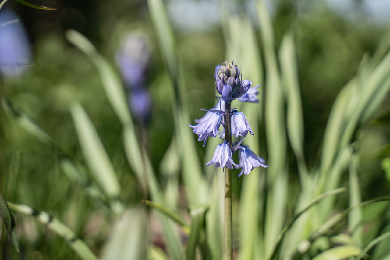 Hyacintovec španělský Blue, Loukykvět