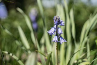 Hyacintovec španělský Blue, Loukykvět