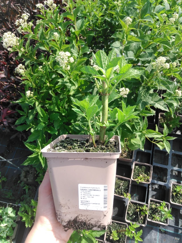 Punalehtivihma Snowball - 2024