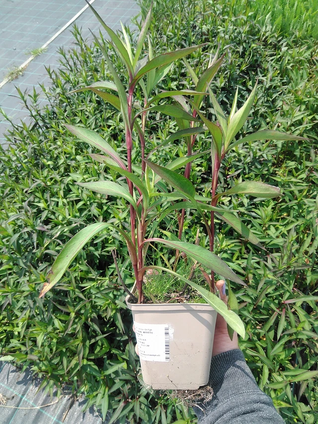 Astra White Ladies - 9. 6. 2025