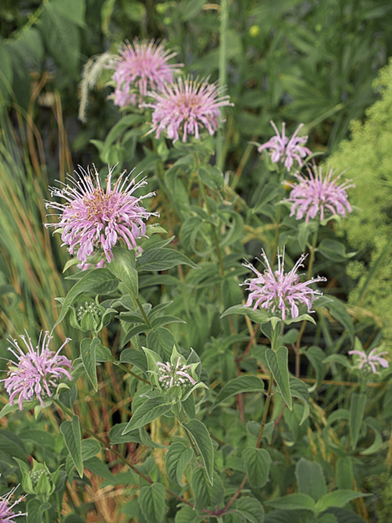 Monarda fistulosa, Loukykvět