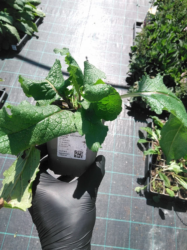 Verbasco Southern Charm - 19. 8. 2025