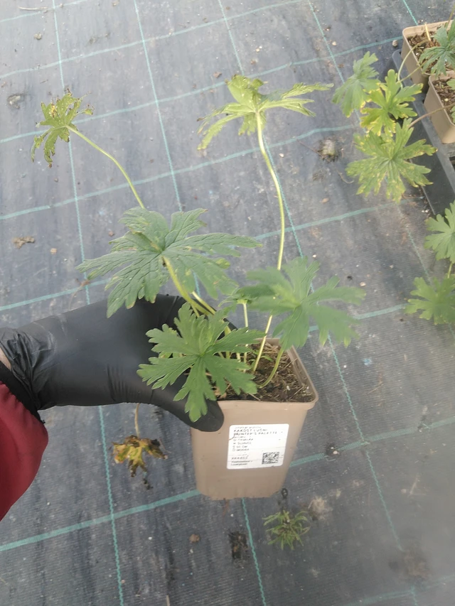 Kurjenpolvi Painter’s Palette - 13. 10. 2025