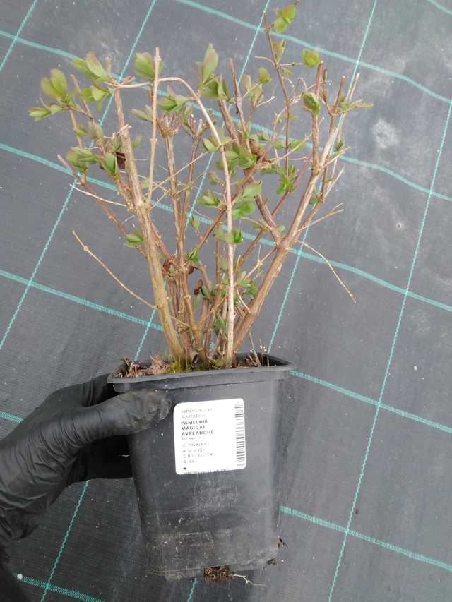 Symphorine Magical Avalanche - 1. 4. 2026