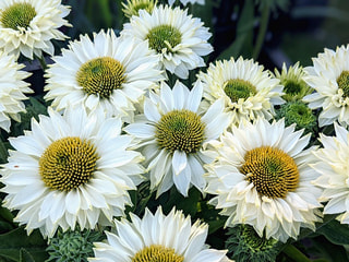 Echinacea SunSeekers White Perfection, Loukykvět