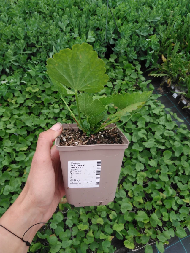 Malva Brilliant - 2024