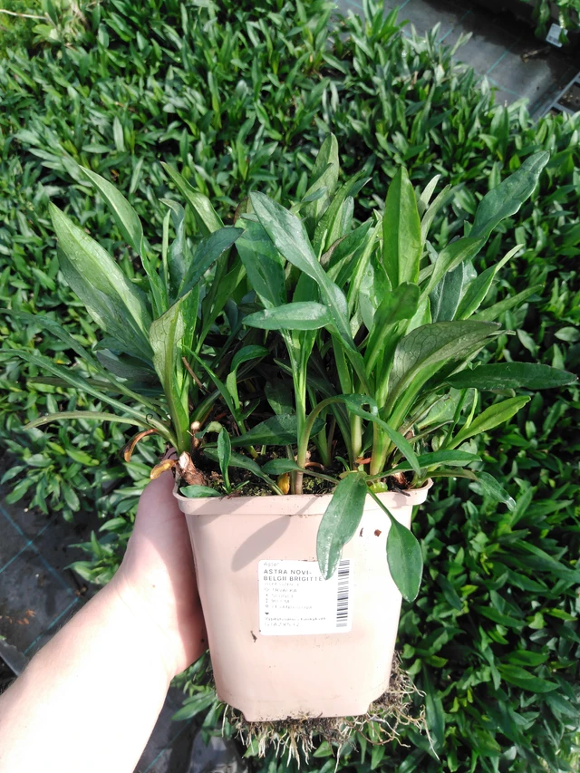 Astra novi-belgii Brigitte - 2024