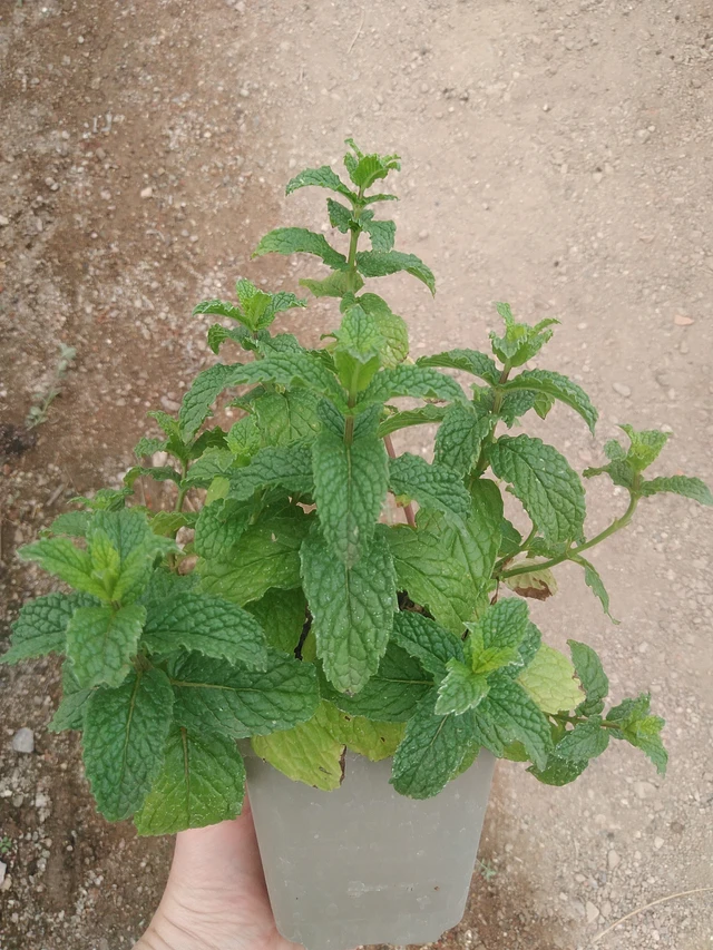 Máta Kentucky Colonel - 17. 7. 2025