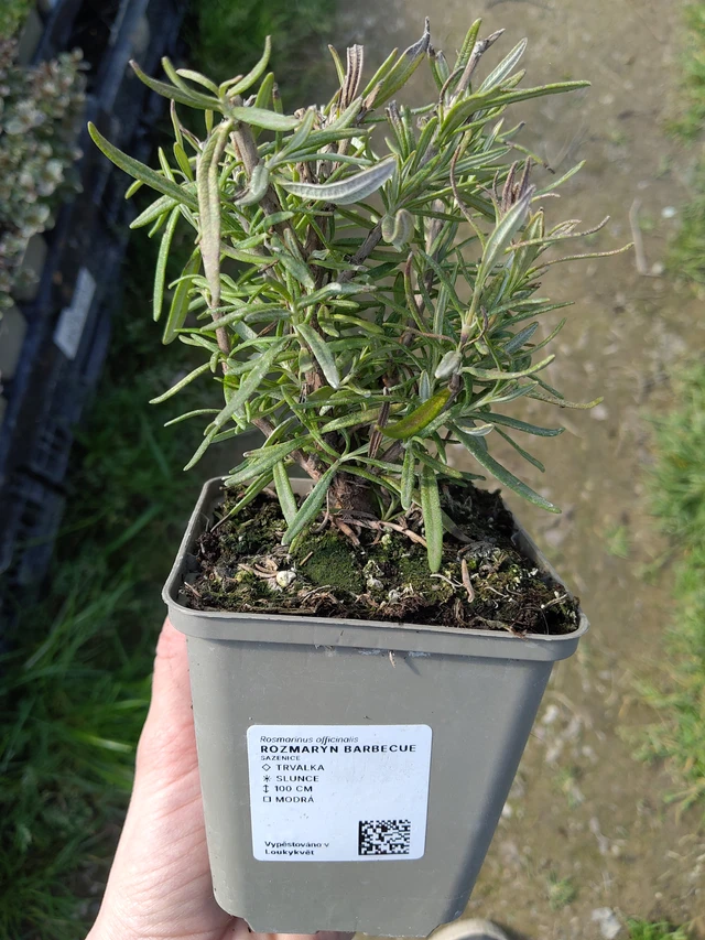 Rozmaring Barbecue - 27. 3. 2026