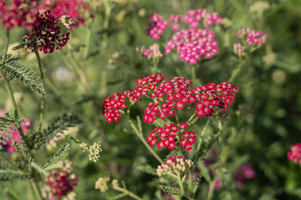 Achillea Cassis, Loukykvět