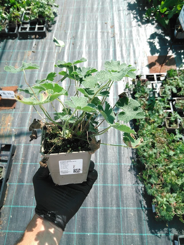 Kakost Philippe Vapelle - 19. 8. 2025