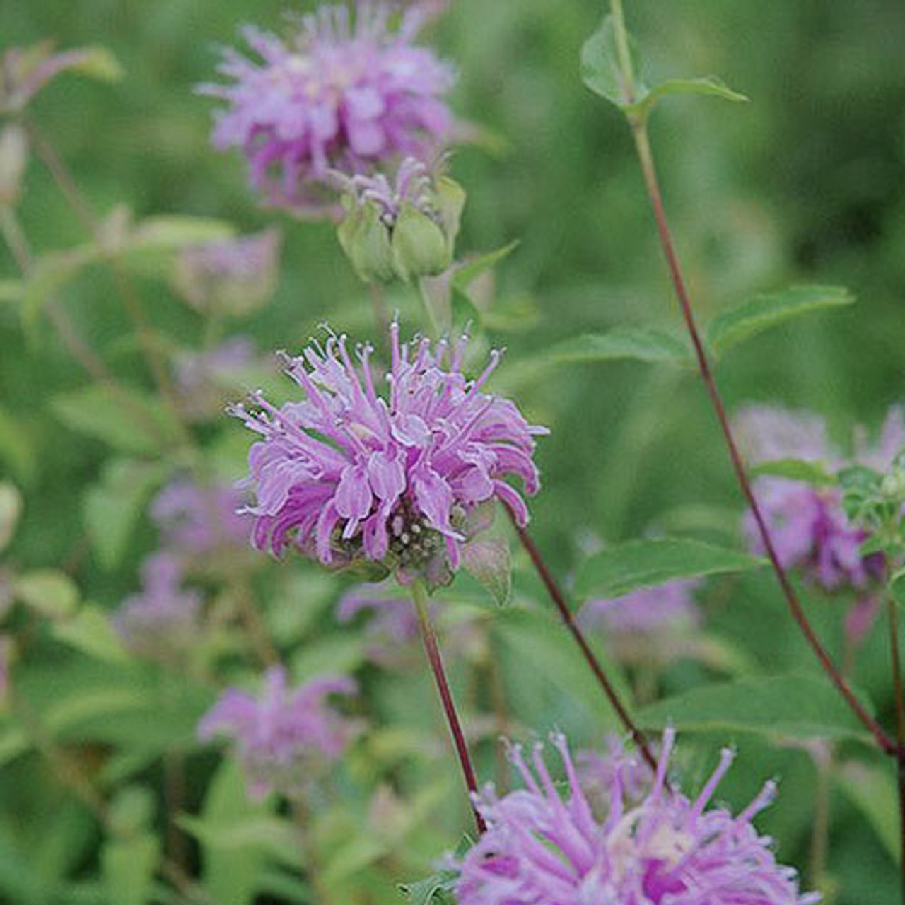 Monarda fistulosa, Loukykvět