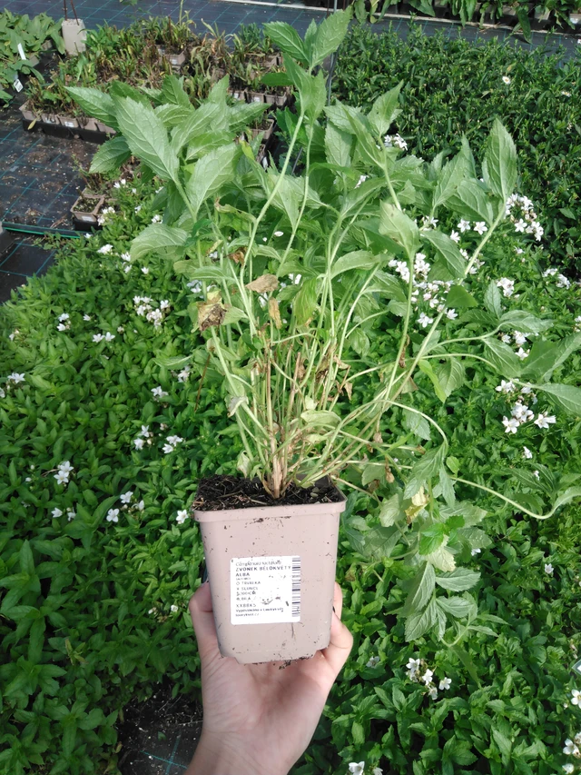 Kellokukka bělokvětý Alba - 2024