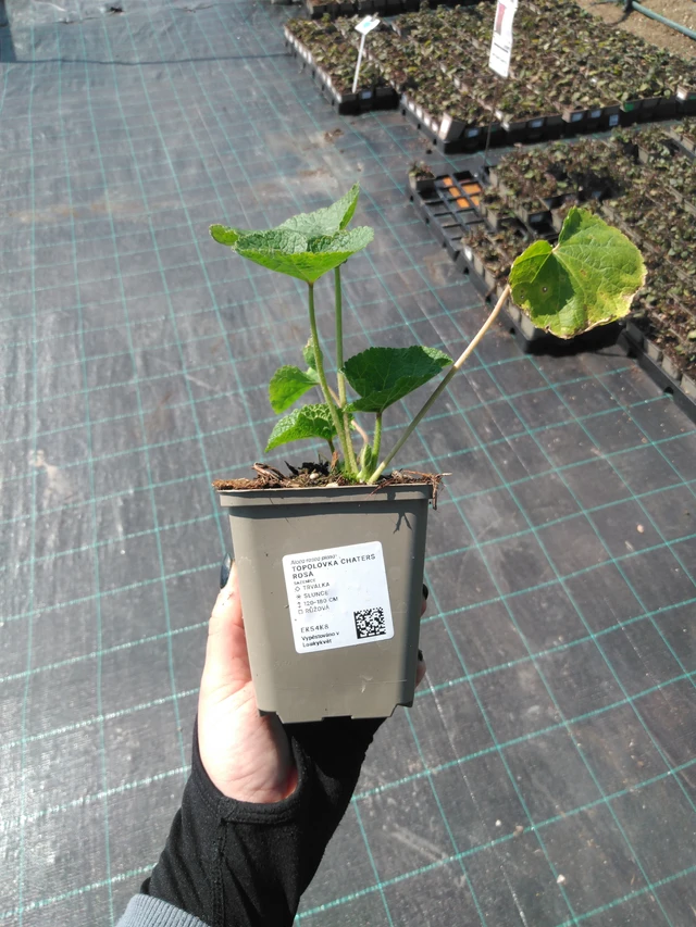 Malva Chaters Rosa - 13. 5. 2025