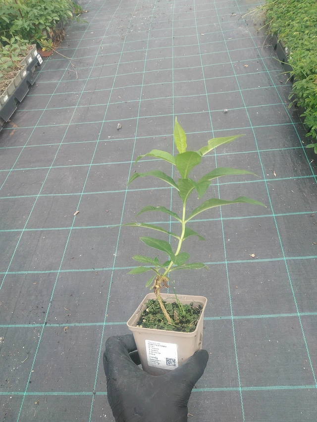 Phlox Fujiyama - 10. 9. 2025