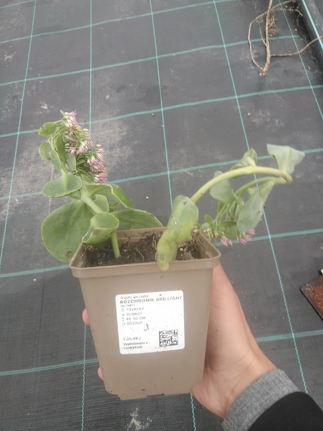 Rozchodník Brilliant - 10. 10. 2025