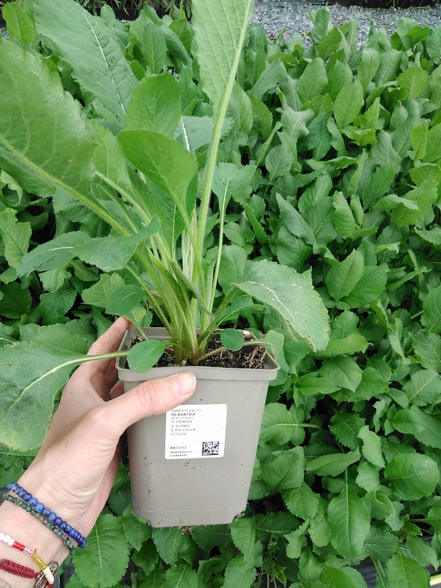 Cefalaria - 9. 6. 2025