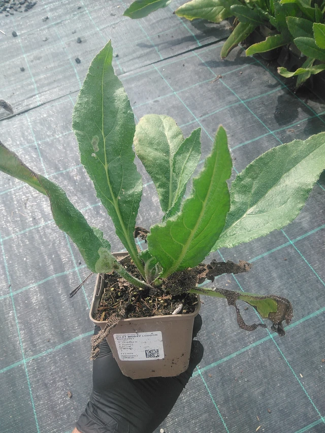 Sinipilvikkä - 10. 9. 2025