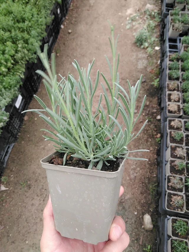 Lavanda Edelweiss - 8. 7. 2025