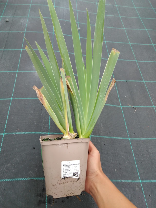 Iris Immortality - 10. 9. 2025