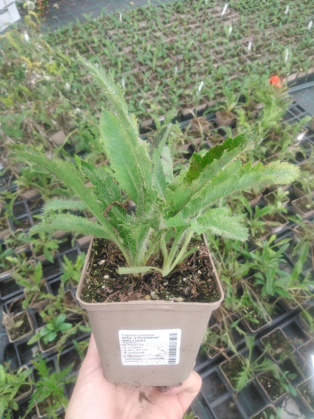 Idänunikko Brilliant - 2024