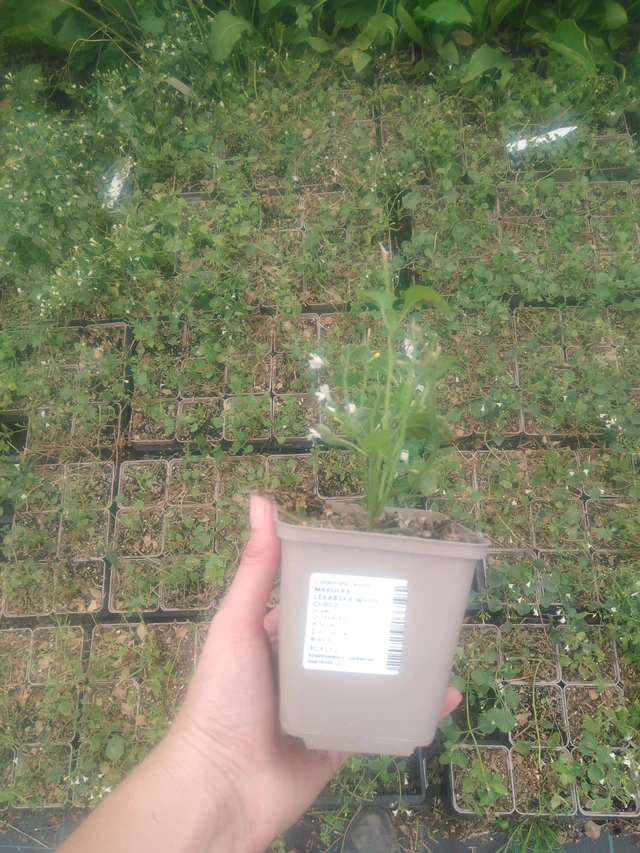 Mirrinminttu White Cloud - 2024