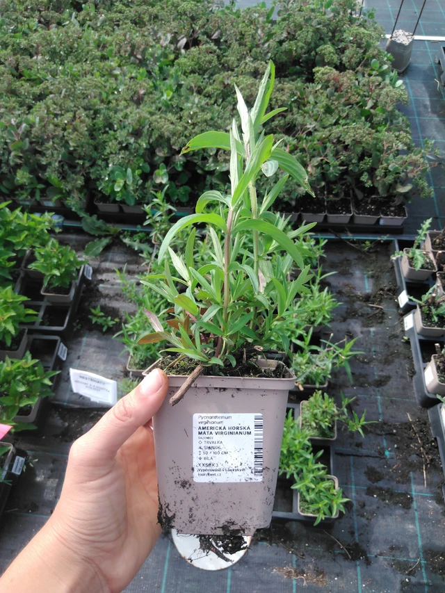 Amerikanvuoriminttu Virginianum - 2024