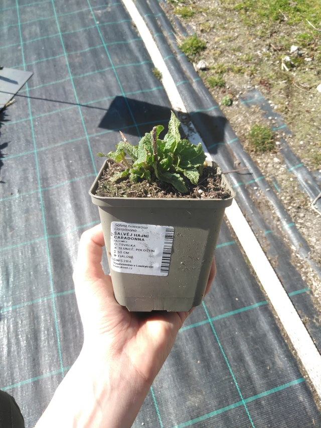 Šalvěj hajní Caradonna - 3. 4. 2025