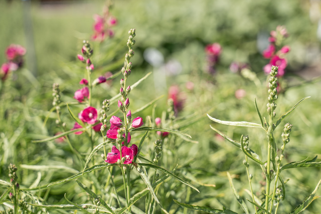 Slézovník Brilliant, Loukykvět