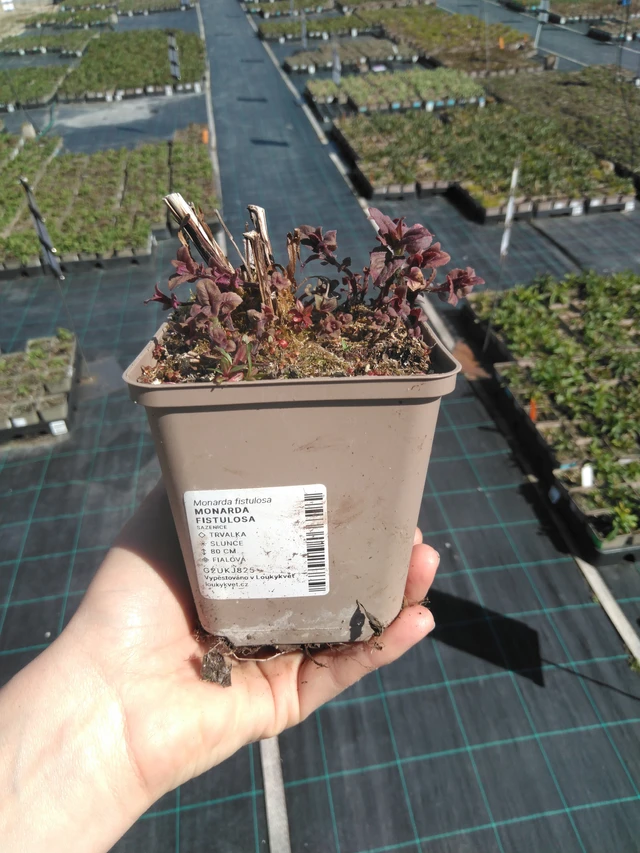 Monarda fistulosa - 3. 4. 2025