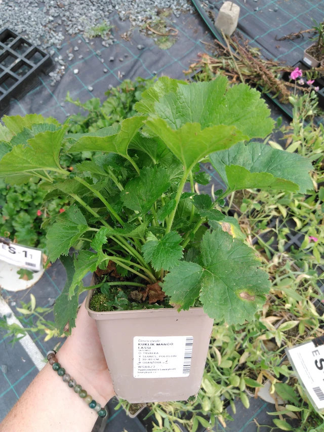 Kuklík Mango Lassi - 2024