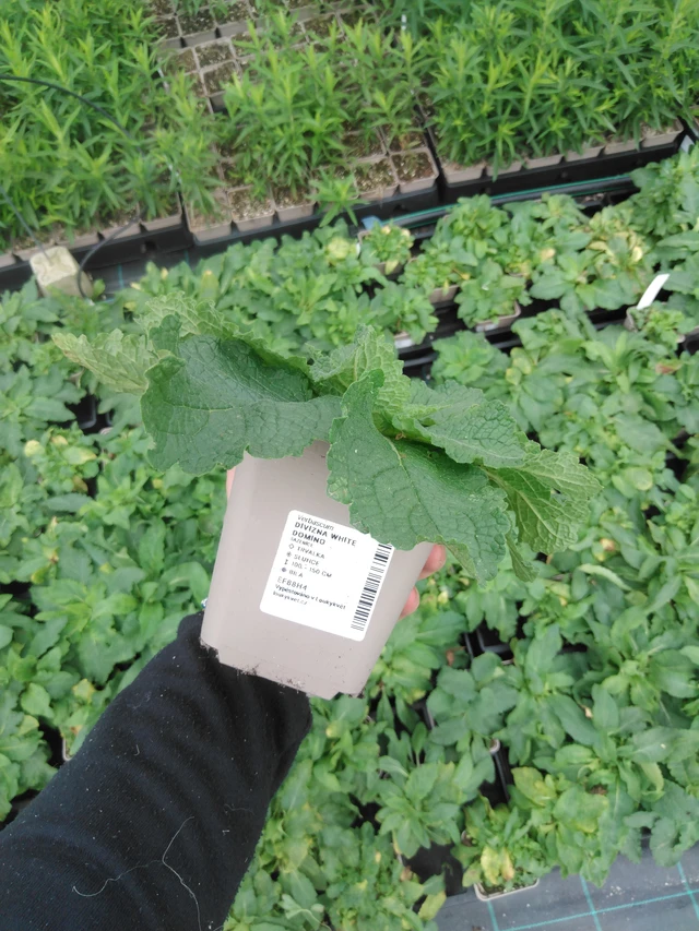 Divizna White Domino - 2024