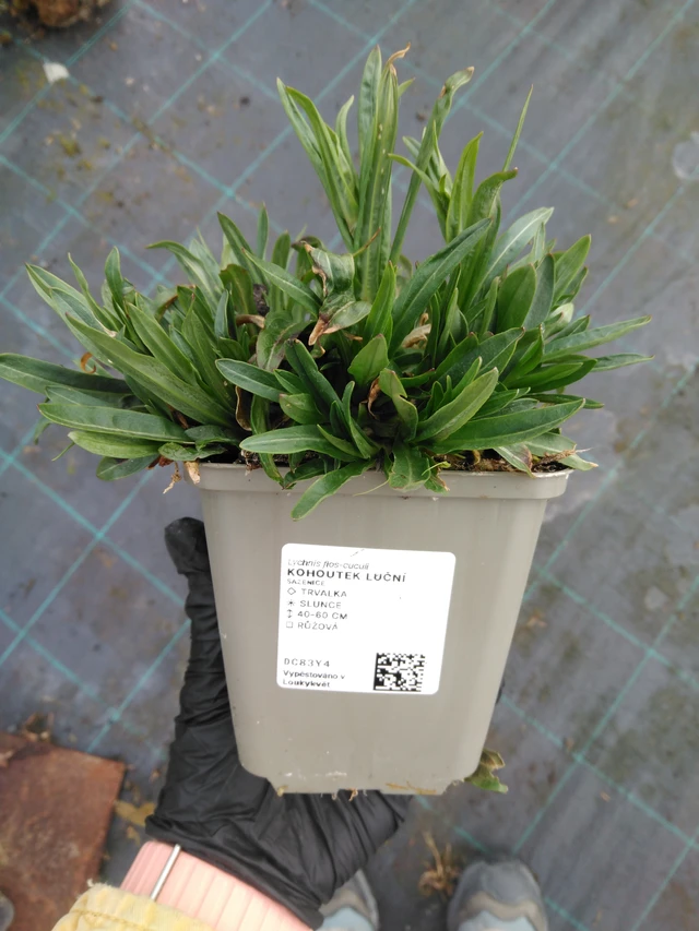 Kohoutek luční - 1. 4. 2026