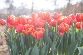 Tulipán Iccon, Loukykvět