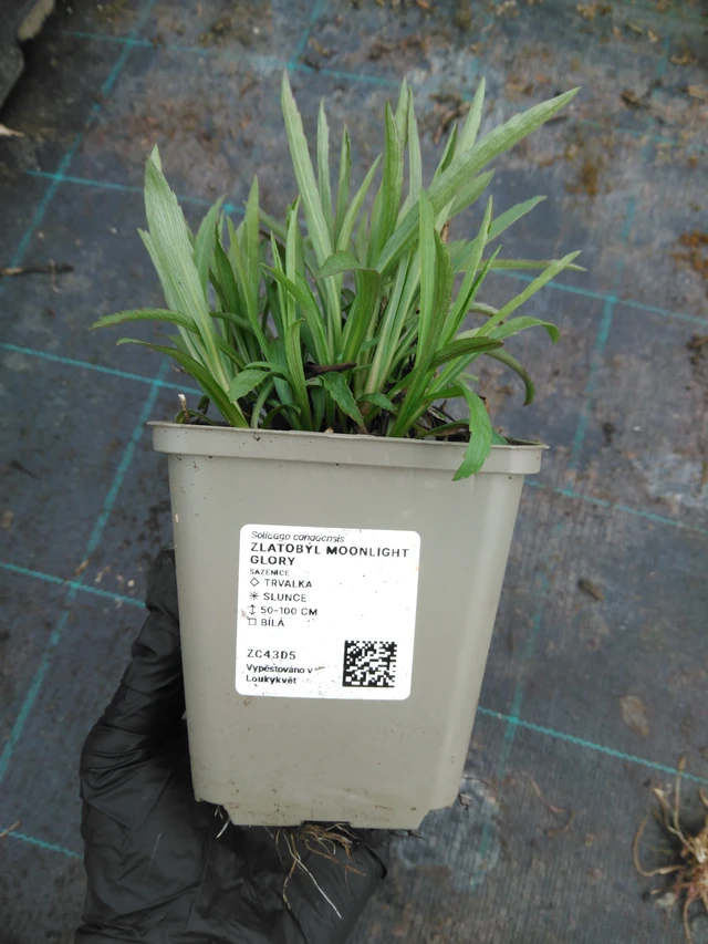 Aranyvessző Moonlight Glory - 1. 4. 2026