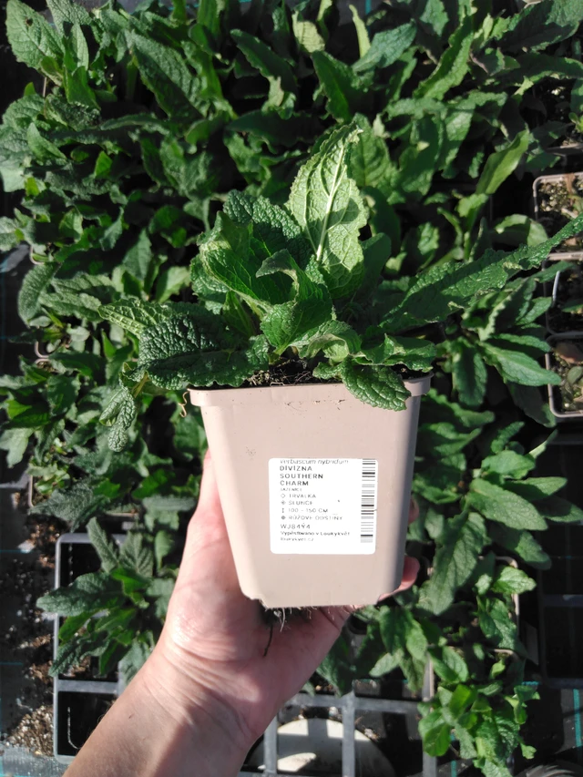 Verbasco Southern Charm - 2024