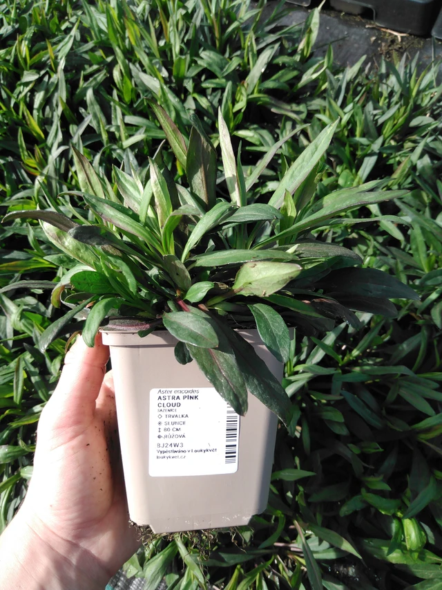 Aster Pink Cloud - 2024