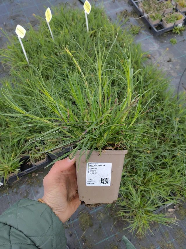 Blodnejlika - 21. 4. 2026