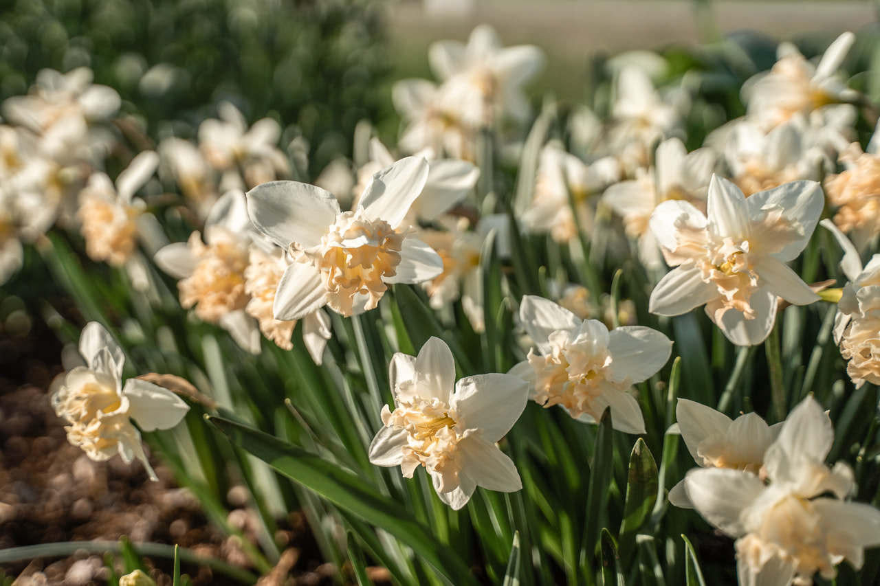 Narcis Palmares, Loukykvět