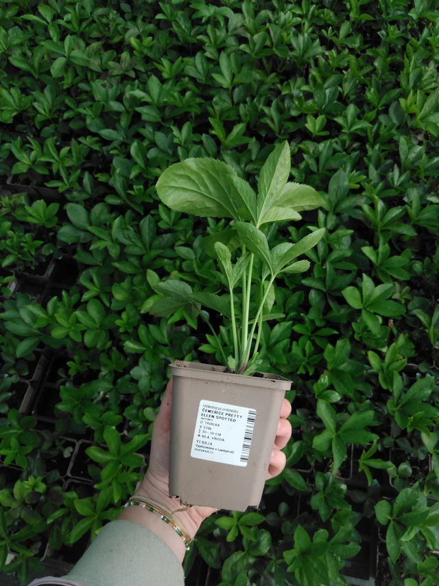 Eléboro Pretty Ellen Spotted - 2024