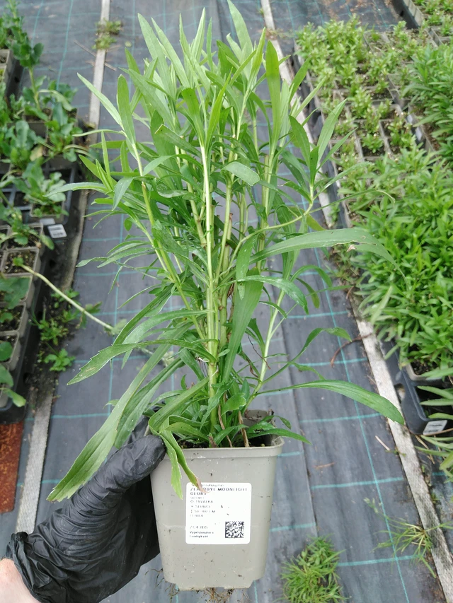 Zlatobýl Moonlight Glory - 10. 9. 2025